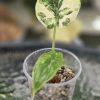 Variegated Alocasia Dragon Scale Albo - A