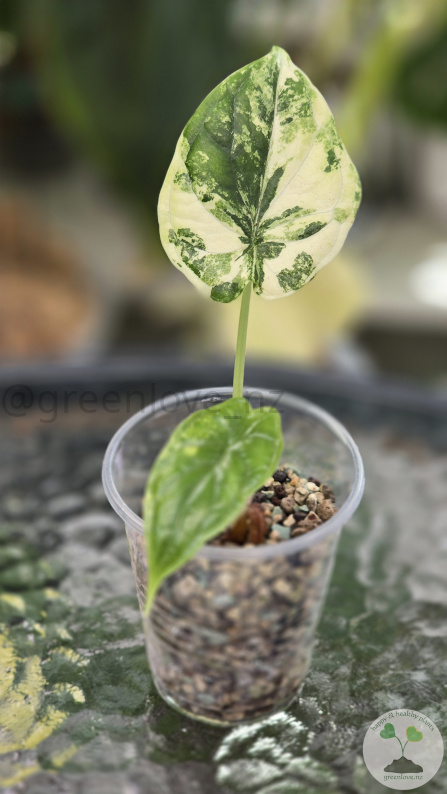 Variegated Alocasia Dragon Scale Albo - A
