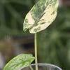Variegated Alocasia Dragon Scale Albo - A