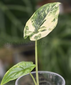 20251114_161759 Variegated Alocasia Dragon Scale Albo - A