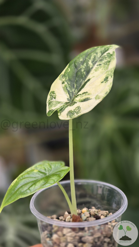 Variegated Alocasia Dragon Scale Albo - A - greenlove.nz