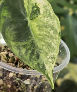 Alocasia Nairobi Nights Variegated