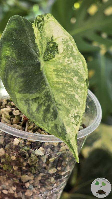 Alocasia Nairobi Nights Variegated