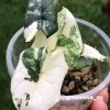 Variegated Alocasia Melo (albo)