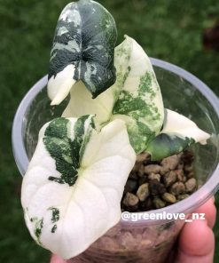 595504694_647839684986483_4516643202101558419_n Variegated Alocasia Melo (albo)