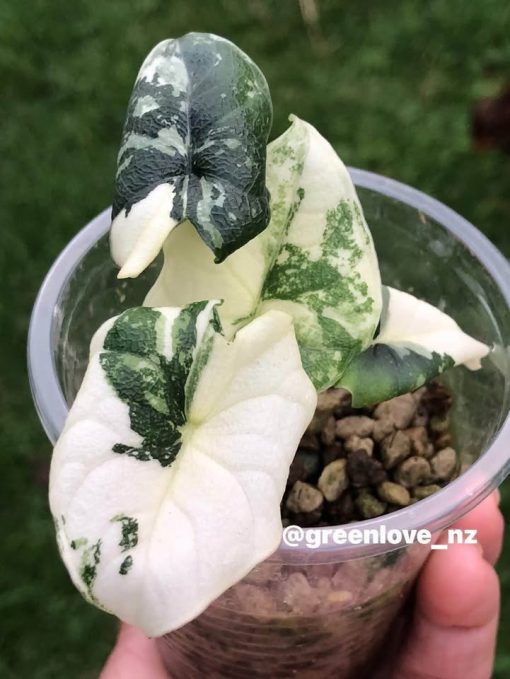 Variegated Alocasia Melo (albo)
