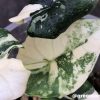 Variegated Alocasia Melo (albo)