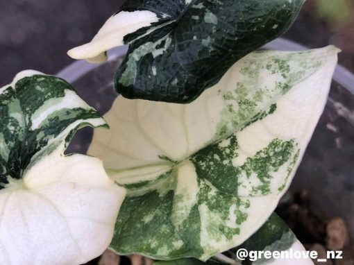Variegated Alocasia Melo (albo)