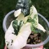 Variegated Alocasia Melo (albo)