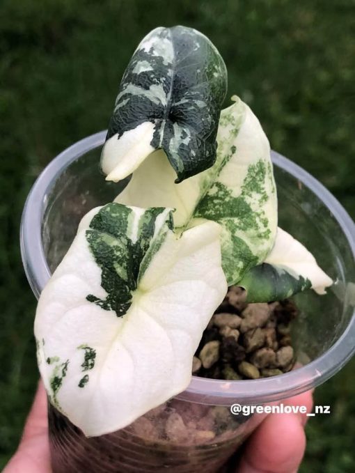 Variegated Alocasia Melo (albo)