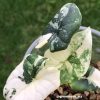 Variegated Alocasia Melo (albo)