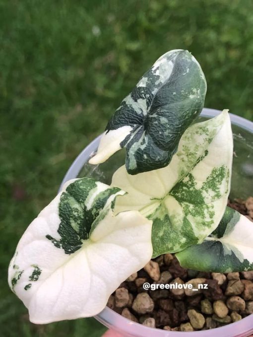 Variegated Alocasia Melo (albo)