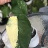 Variegated Chiapense - B