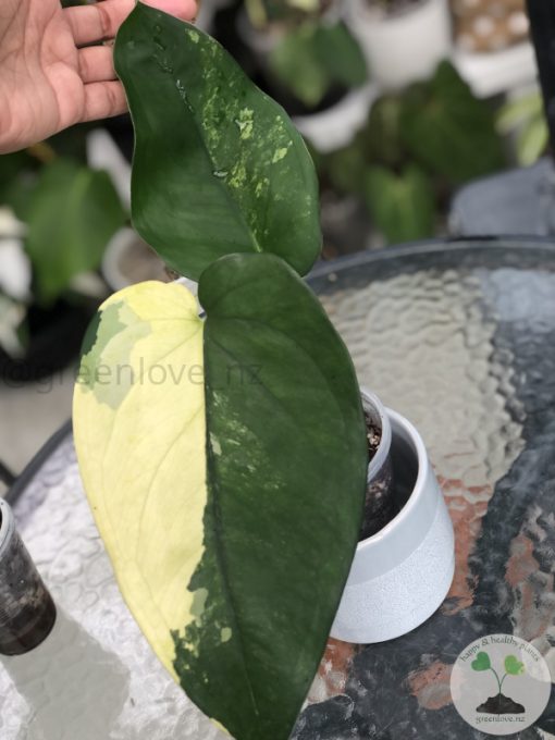 Variegated Chiapense - B