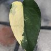 Variegated Chiapense - B