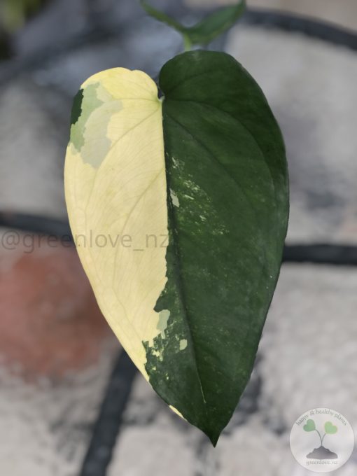 Variegated Chiapense - B