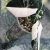Alocasia Black Velvet Pink Variegated