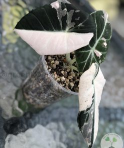 IMG_0115 Alocasia Black Velvet Pink Variegated