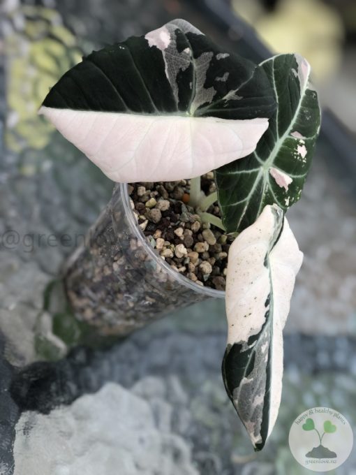 Alocasia Black Velvet Pink Variegated