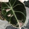 Alocasia Black Velvet Pink Variegated