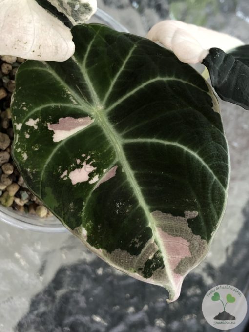 Alocasia Black Velvet Pink Variegated
