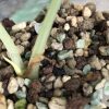 Alocasia Black Velvet Pink Variegated