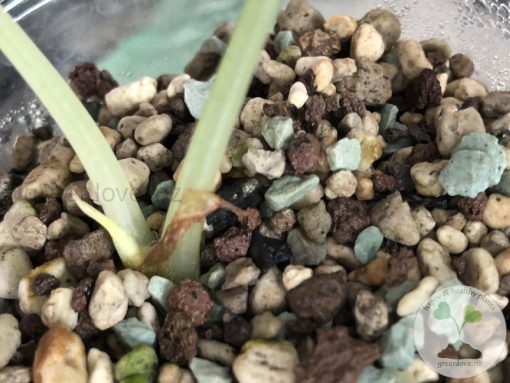 Alocasia Black Velvet Pink Variegated