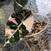 Alocasia Black Velvet Pink Variegated