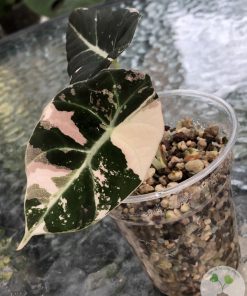 IMG_0136 Alocasia Black Velvet Pink Variegated
