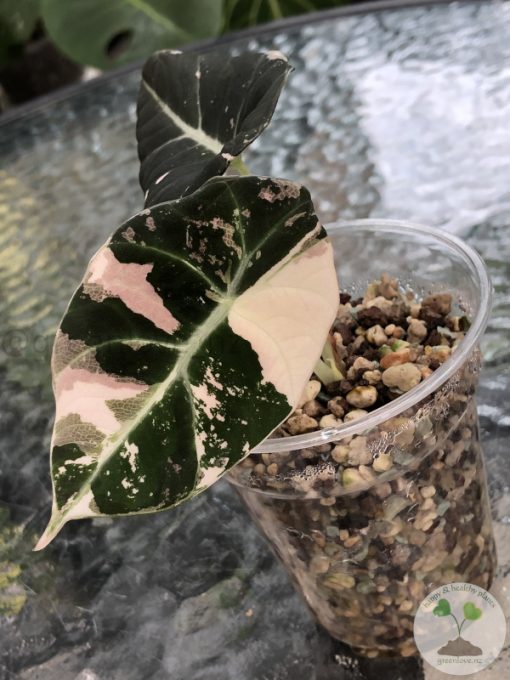 Alocasia Black Velvet Pink Variegated