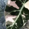 Alocasia Black Velvet Pink Variegated