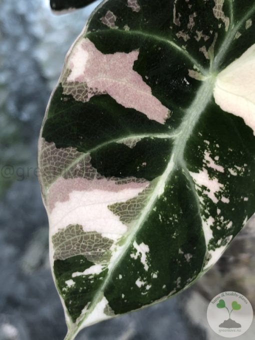 Alocasia Black Velvet Pink Variegated