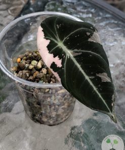 IMG_0144 Alocasia Black Velvet Pink Variegated