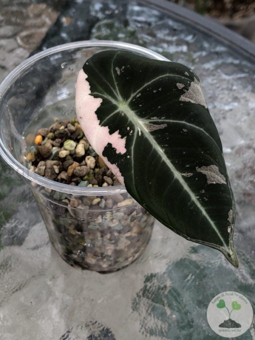 Alocasia Black Velvet Pink Variegated