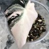 Alocasia Black Velvet Pink Variegated