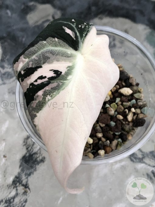 Alocasia Black Velvet Pink Variegated