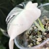 Alocasia Black Velvet Pink Variegated