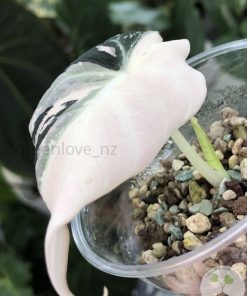 IMG_0153 Alocasia Black Velvet Pink Variegated
