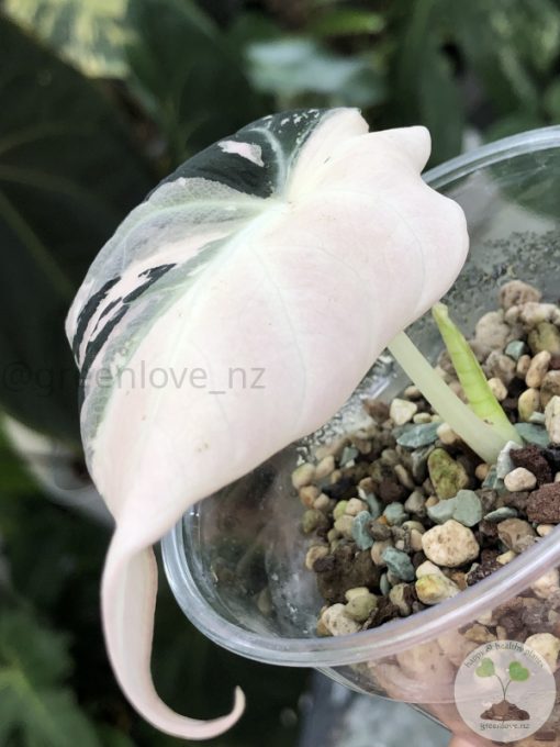 Alocasia Black Velvet Pink Variegated
