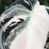 Alocasia Black Velvet Pink Variegated