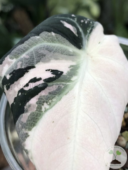 Alocasia Black Velvet Pink Variegated