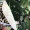 Alocasia Black Velvet Pink Variegated