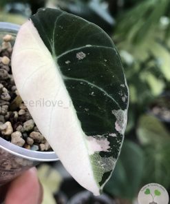 Alocasia Black Velvet Pink Variegated
