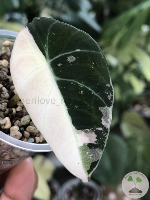 Alocasia Black Velvet Pink Variegated