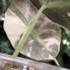 Alocasia Black Velvet Pink Variegated