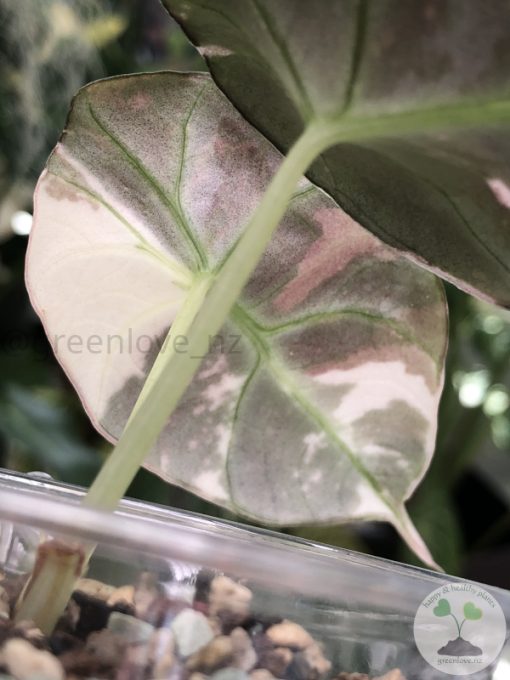 Alocasia Black Velvet Pink Variegated