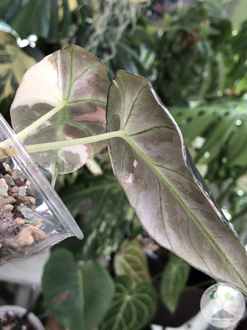 Alocasia Black Velvet Pink Variegated