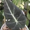 Alocasia Black Velvet Pink Variegated