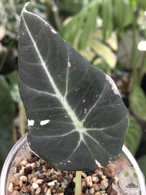 Alocasia Black Velvet Pink Variegated
