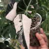 Alocasia Black Velvet Pink Variegated